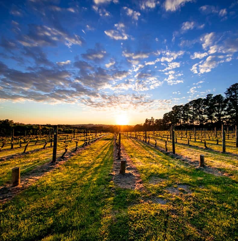 From Melbourne: Mornington Peninsula Food & Wine Taste Trail