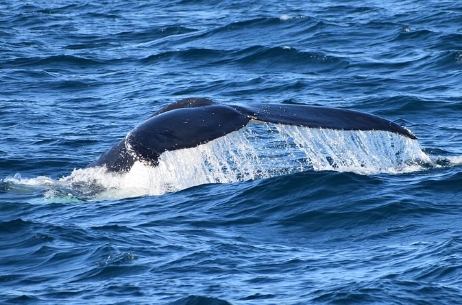 Dolphin & Whale Cruise