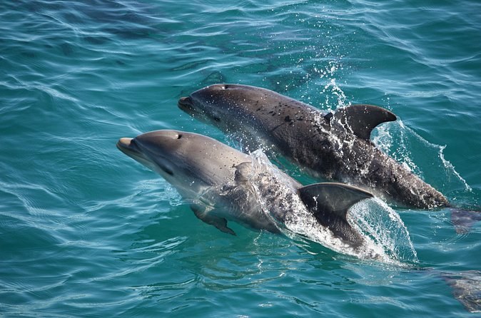 90 minute wildlife and scenic cruise
