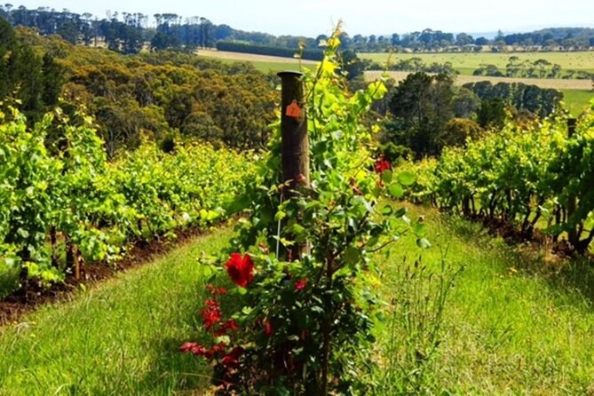 Vine rows running down a green slope, with a rose bush at the end of the row