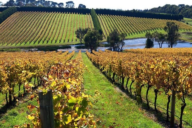 Vine rows turning gold in autumn, with farmland and a dam beyond